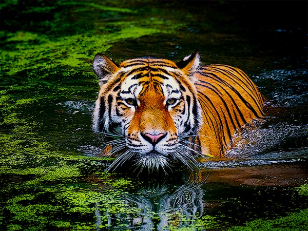 Tiger in Water by W Scott